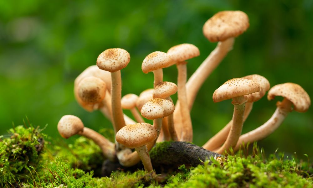 A Deep Dive Into The Stages Of The Mushroom Growth Process