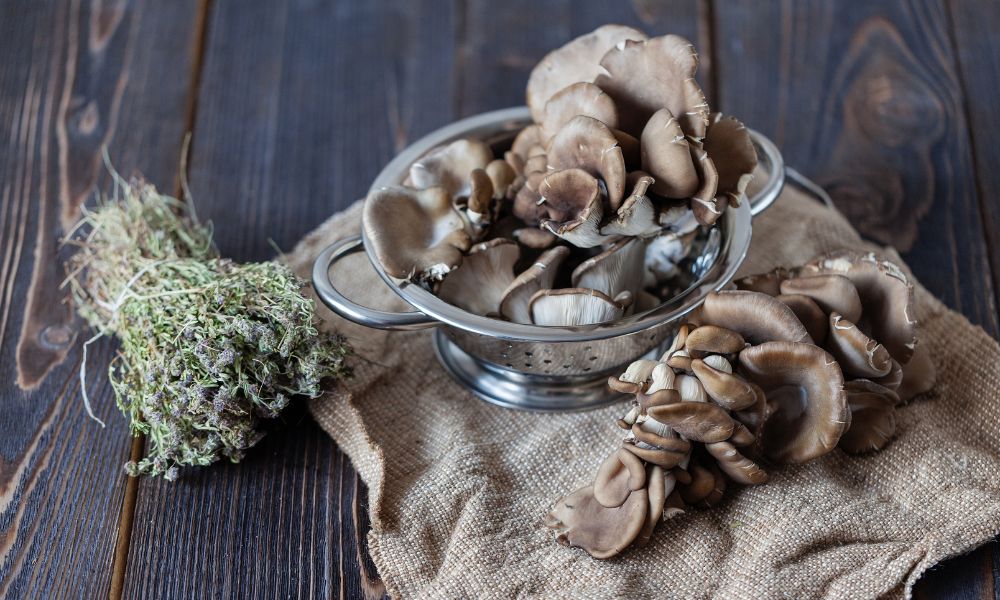 How to Grow Oyster Mushrooms at Home