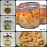 Cordyceps Militaris Complete Grow Kit (16oz Jar) - CYG1