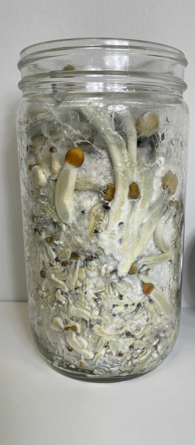 Sterilized Rye Berry Quart Jar