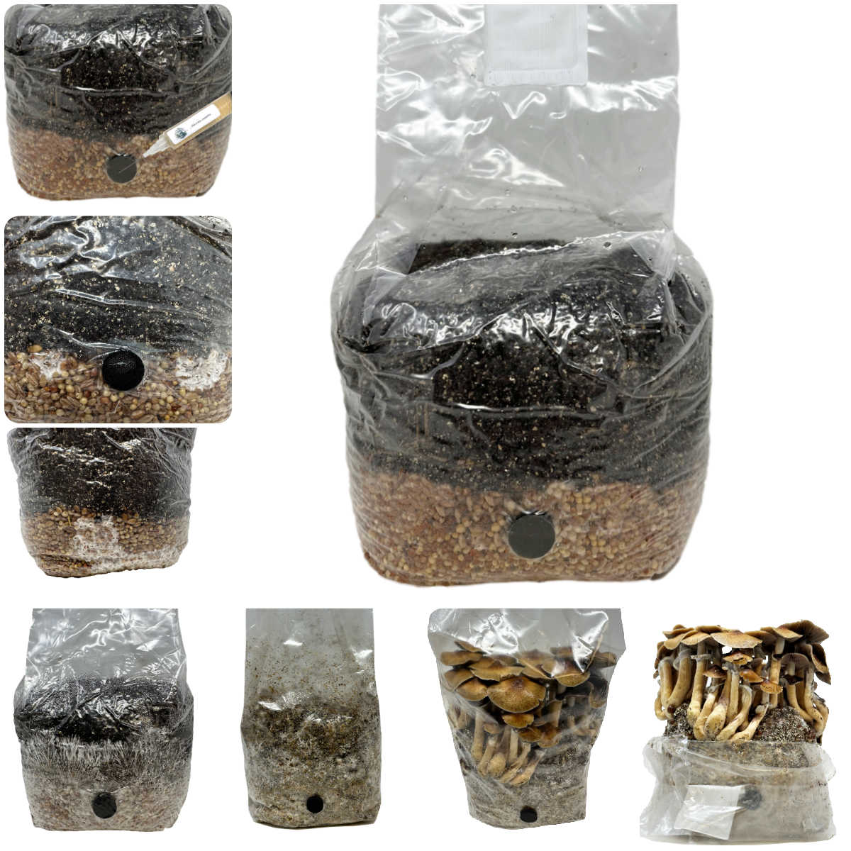 Amazon.com: Foraging Bag - Foraging kit with Bag and Knife, Mushroom Bag -  Morel Mushroom Bag, Foraging Kit - Mushroom Hunting Bag and Mushroom Knife,  Best Mushroom Foraging Kit, Great for Mushroom