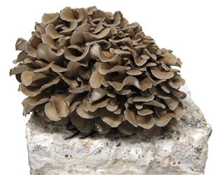 Maitake (Hen of the Woods) Liquid Culture Syringe (10cc)    maitake,hen of the woods