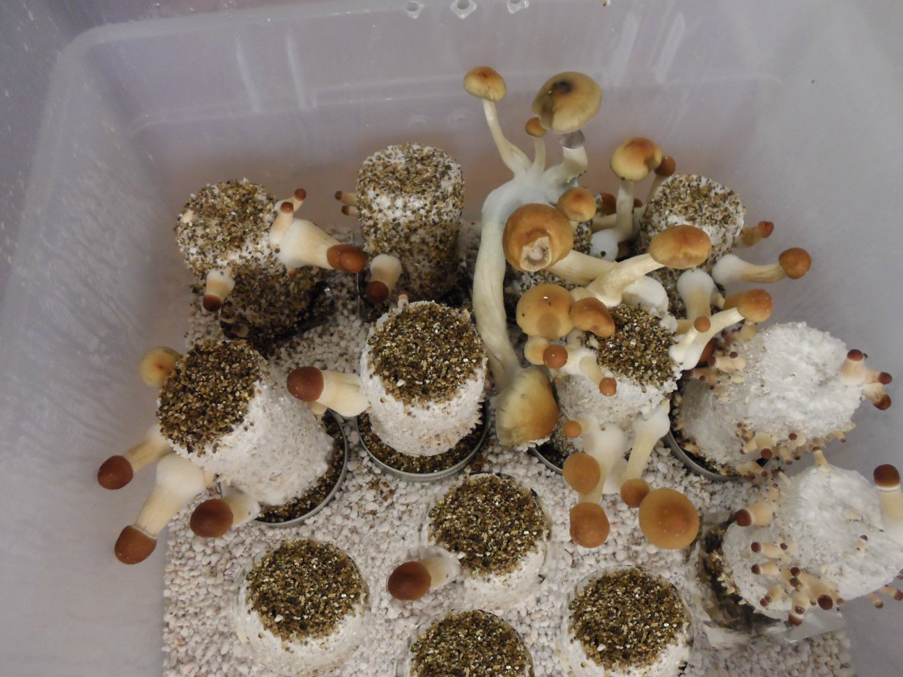 mushroom incubator brooklyn