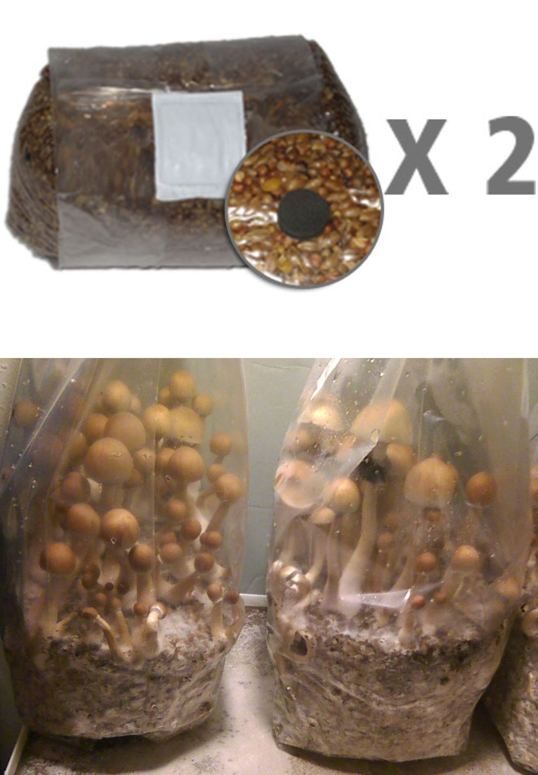 Rye Berry Grow Bag with Self-Healing Injection Port - 3lb Bag