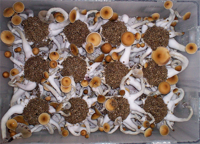 mushroom incubator dry heat vs