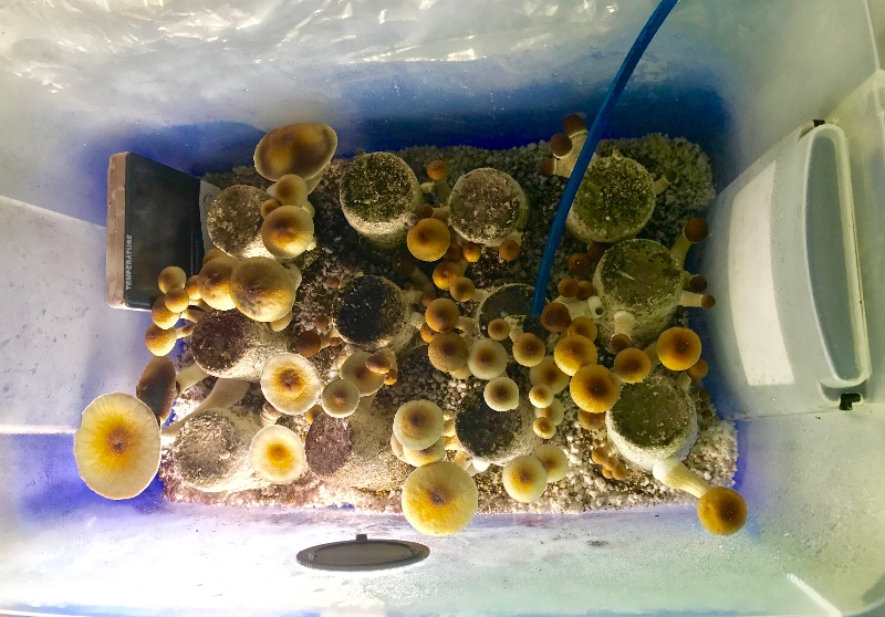 mushroom incubator worth it