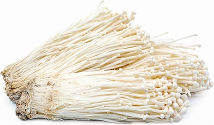 White Enoki (Enokitake) Liquid Culture Syringe (10cc)    White Enoki, Enokitake, liquid culture, liquid culture syringe, white enoki liquid culture, white enoki liquid culture syringe