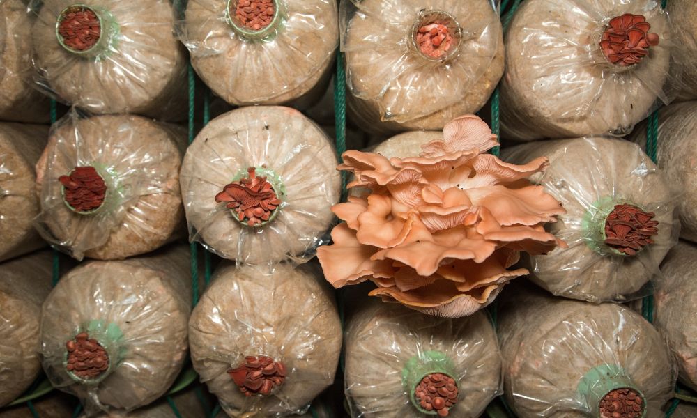 High-Quality Mushroom Grow Bags Are Emerging as a Key Resource for  Innovative Applications - Unicorn Bags