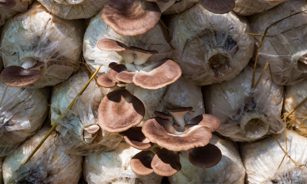 The Fascinating Science Behind Mushroom Cultivation
