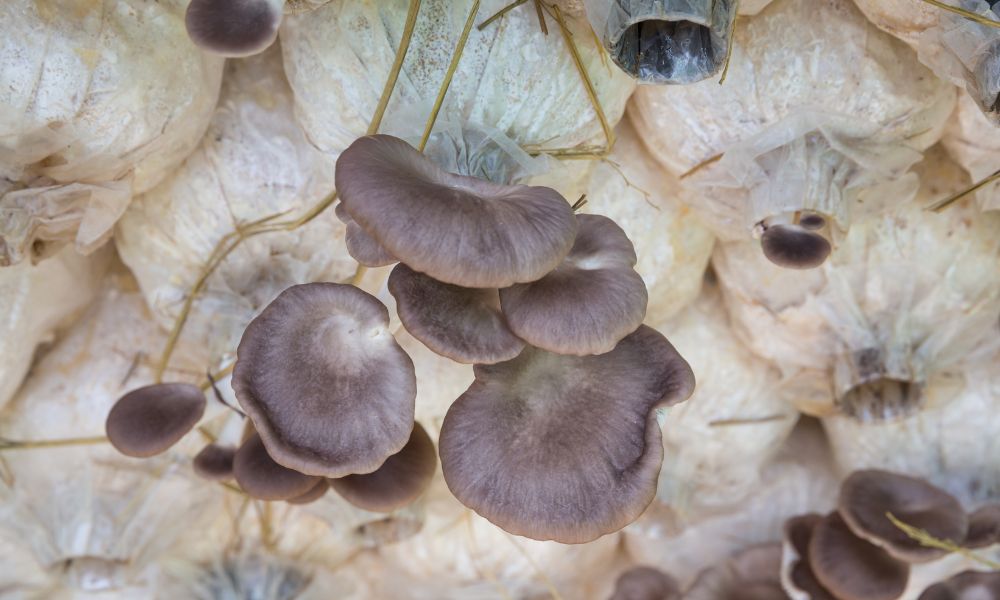 Common Mistakes To Avoid When Using a Mushroom Grow Kit